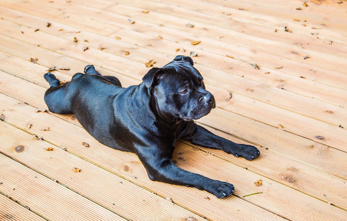 Terrassendielen aus Holz und WPC bei holzzeit.mtelen Hund auf Lärchenterrasse, Holzterrasse